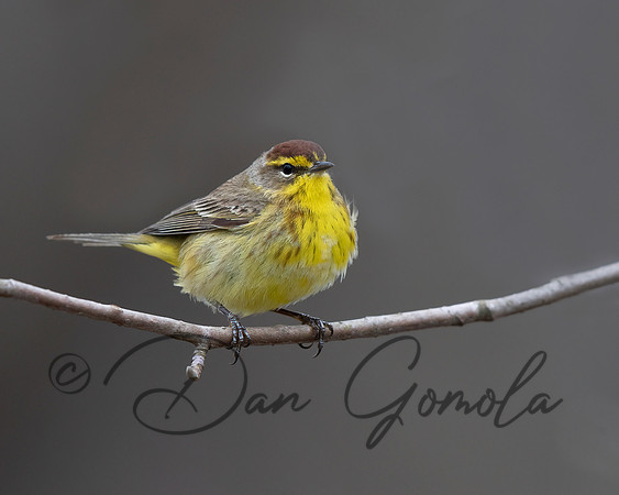 Palm Warbler
