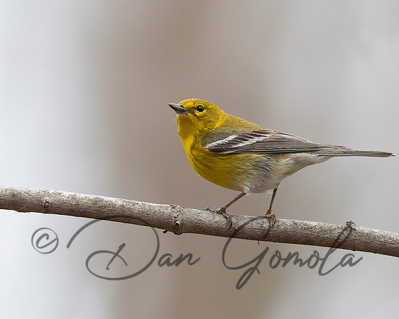 Pine Warbler