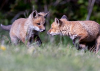 Red Fox
