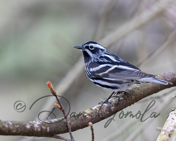 Black-and-white Warbler