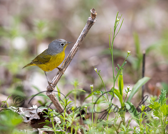 Nashville Warbler