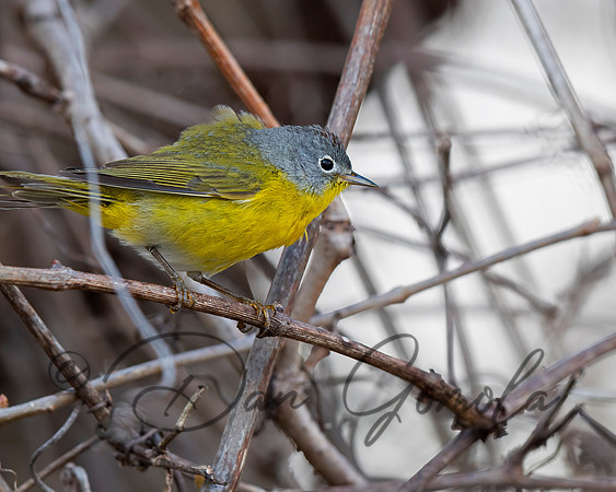 Nashville Warbler