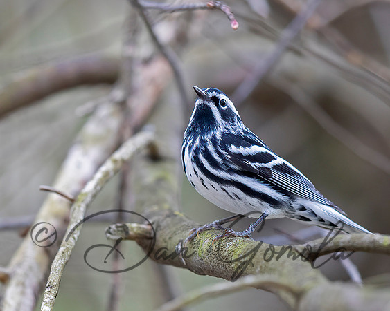 Black-and-white Warbler