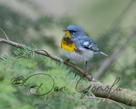 Northern Parula