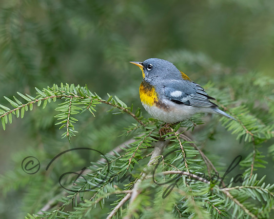 Northern Parula