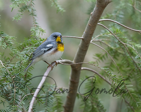 Northern Parula