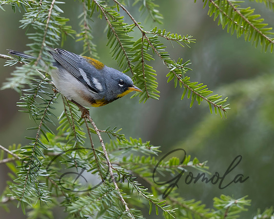 Northern Parula