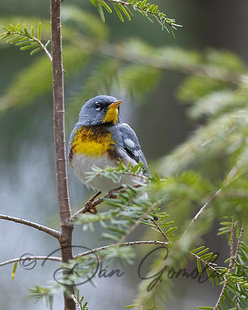 Northern Parula
