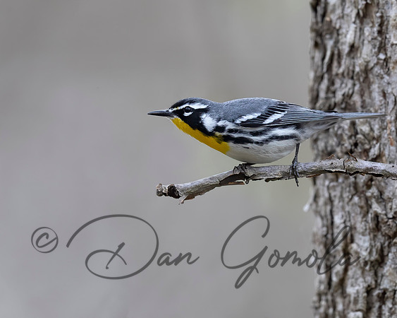 Yellow-throated Warbler