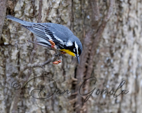 Yellow-throated Warbler