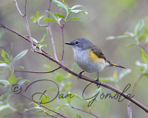 American Redstart
