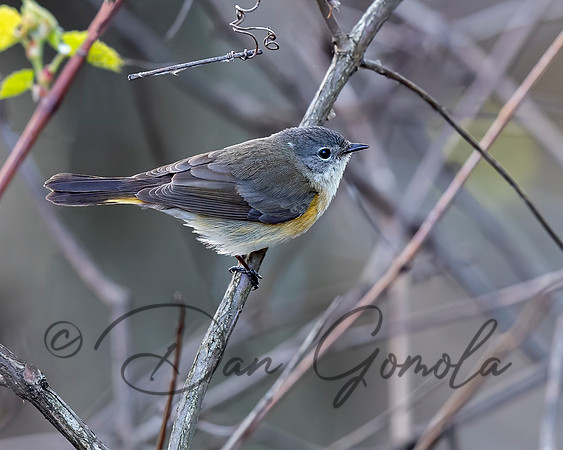 American Redstart