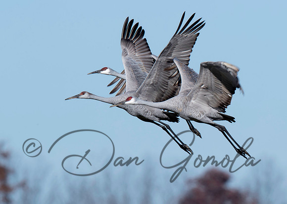 Sandhill Crane