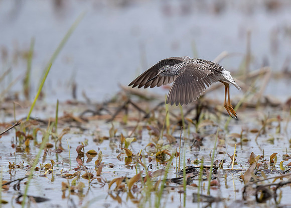 Greater Yellowlegs