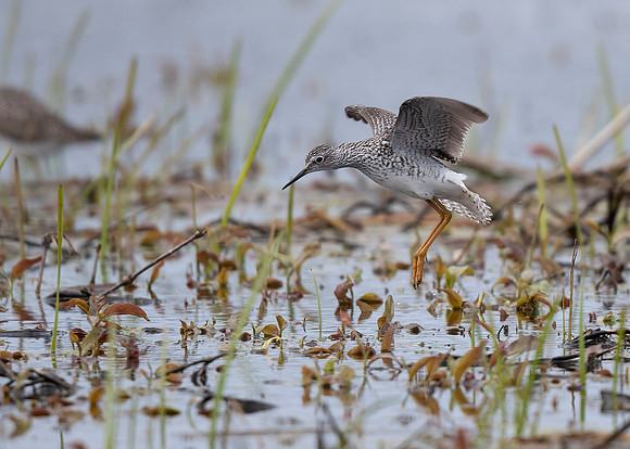 Greater Yellowlegs