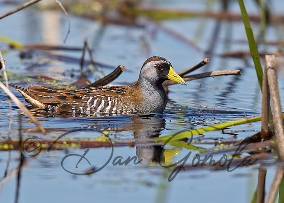 Sora
