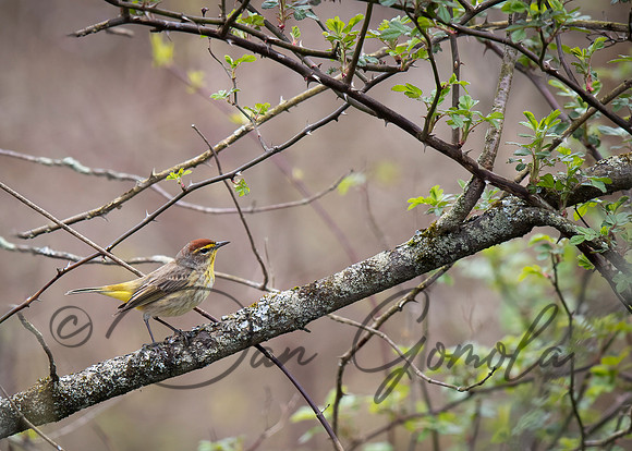 Palm Warbler