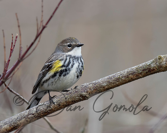 Yellow-rumped Warbler