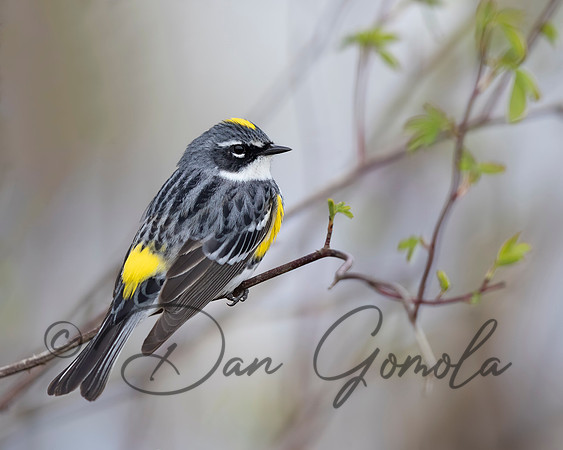 Yellow-rumped Warbler