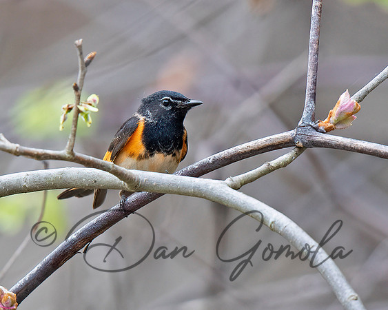 American Redstart