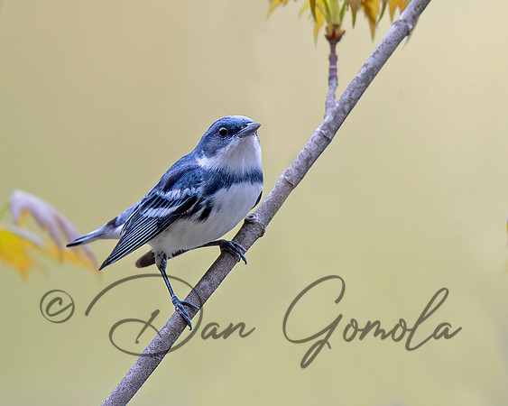 Cerulean Warbler