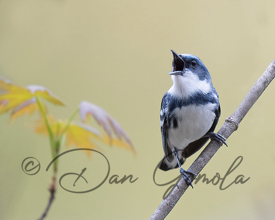 Cerulean Warbler