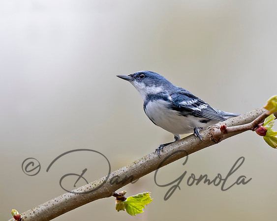 Cerulean Warbler