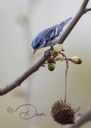Cerulean Warbler