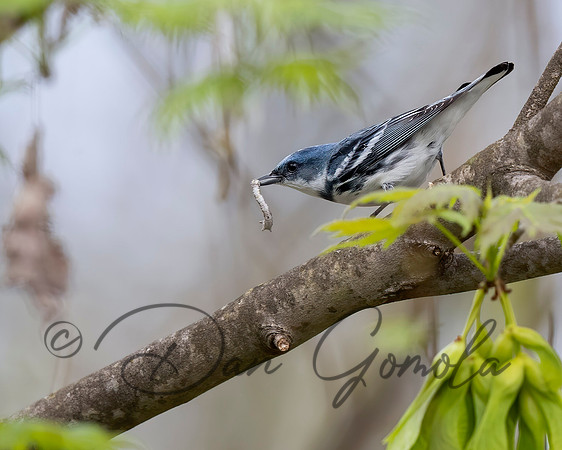 Cerulean Warbler