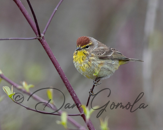 Palm Warbler