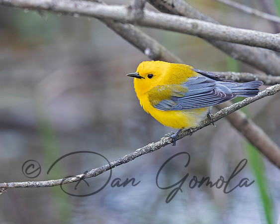 Prothonotary Warbler