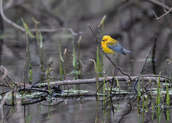 Prothonotary Warbler