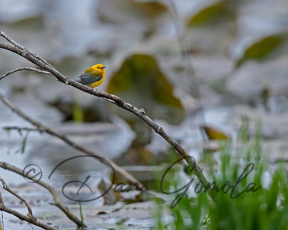 Prothonotary Warbler