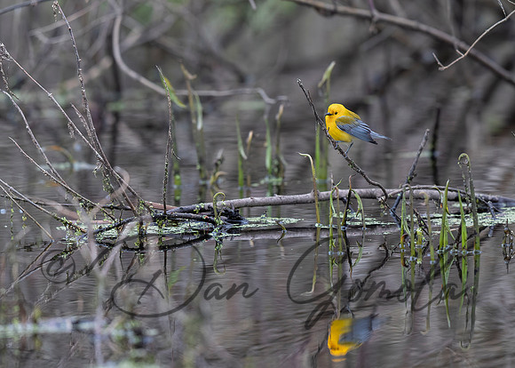Prothonotary Warbler