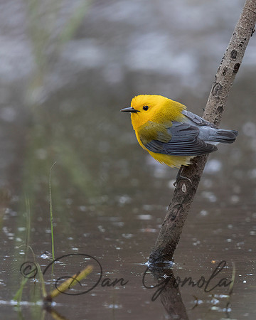 Prothonotary Warbler
