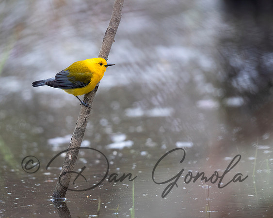 Prothonotary Warbler