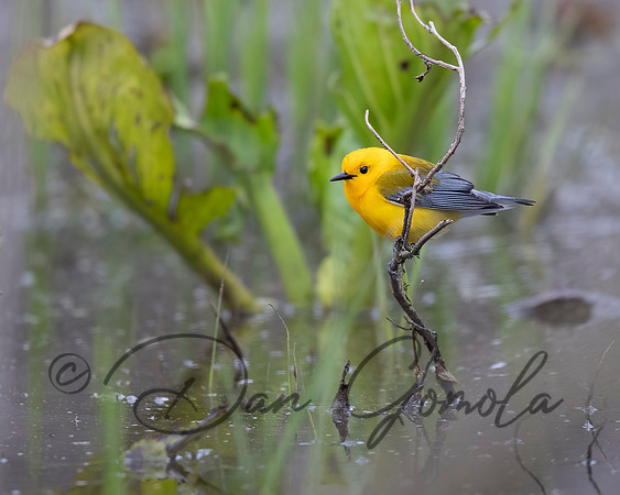 Prothonotary Warbler