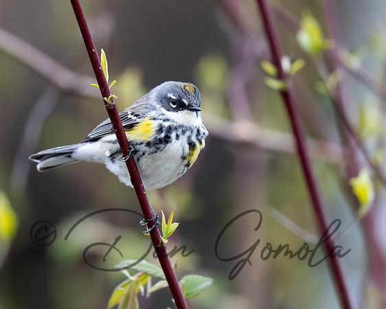 Yellow-rumped Warbler