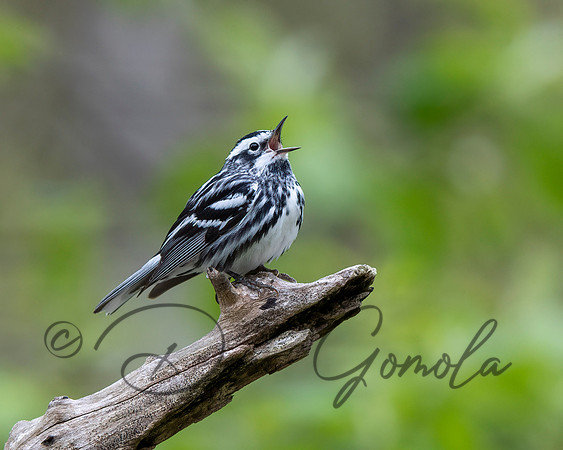 Black-and-white Warbler