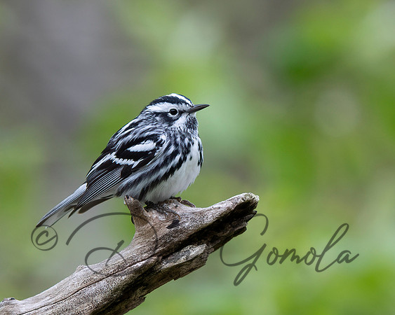 Black-and-white Warbler