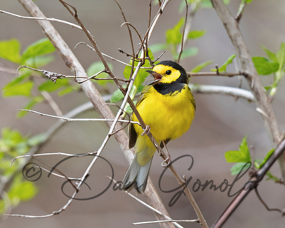Hooded Warbler
