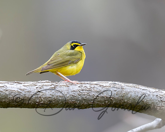 Kentucky Warbler