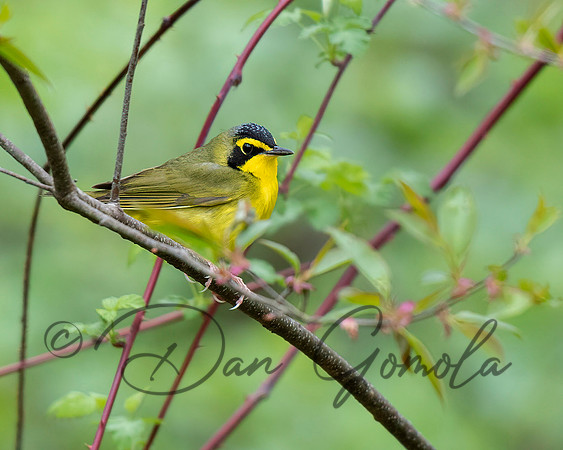 Kentucky Warbler
