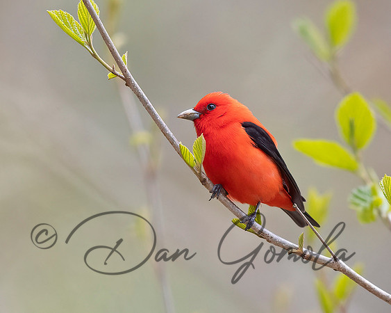 Scarlet Tanager