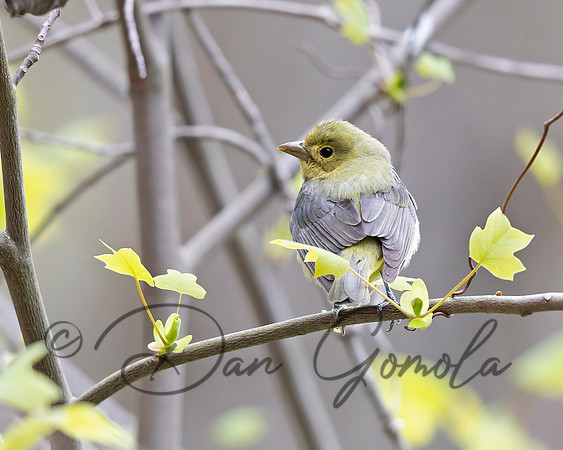 Scarlet Tanager