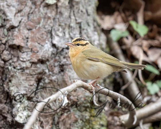 Worm-eating Warbler
