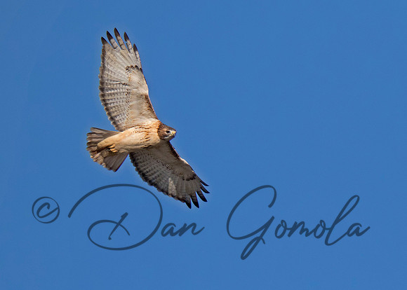 Red-tailed Hawk