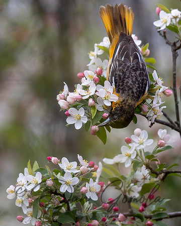 Baltimore Oriole
