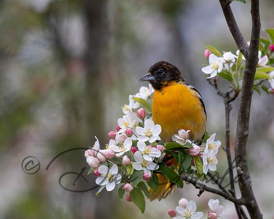 Baltimore Oriole