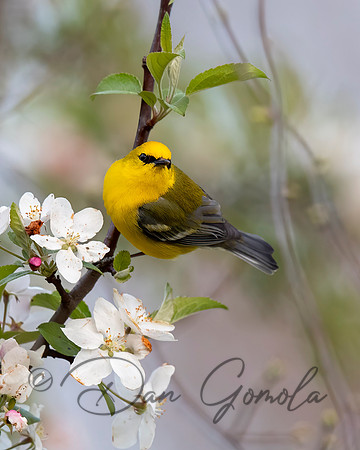 Blue-winged Warbler